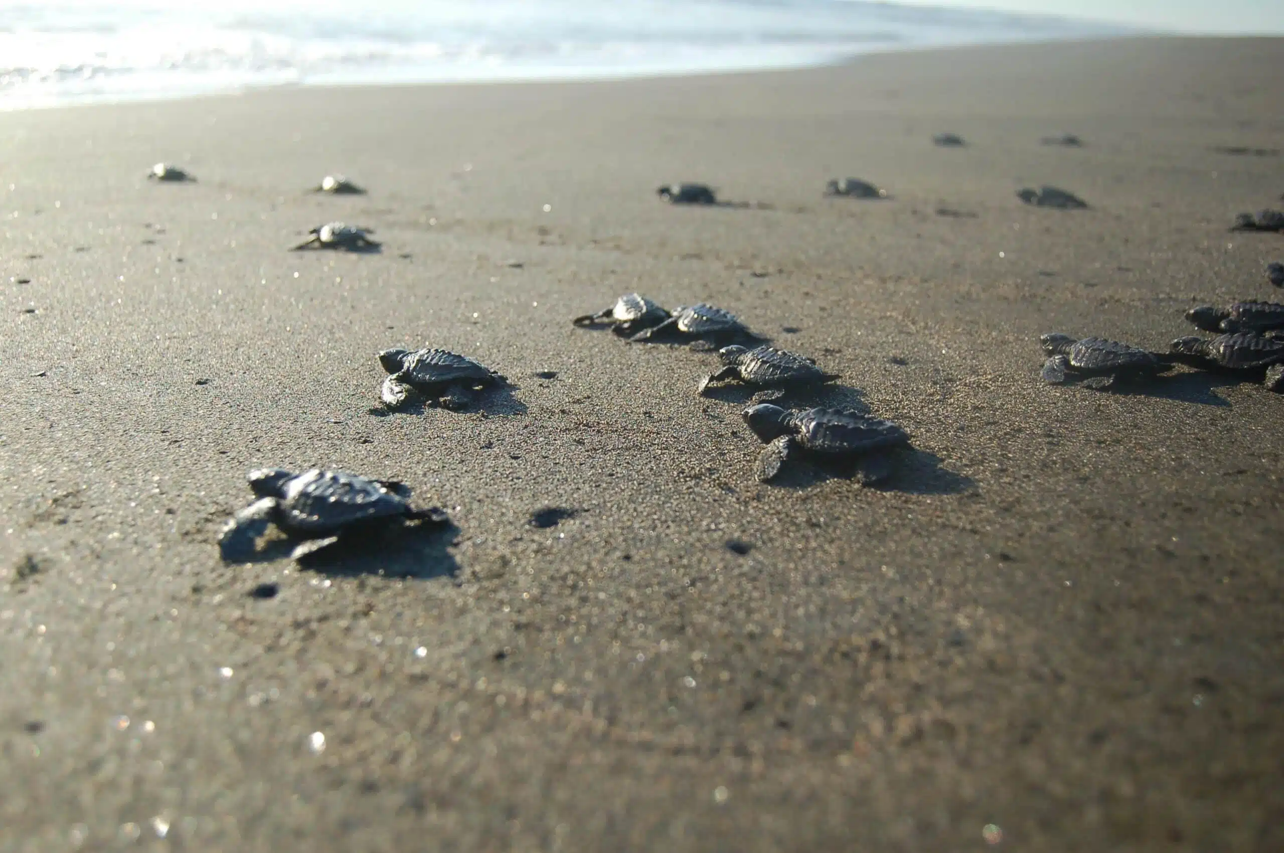 How can we help save sea turtles from plastic pollution?
