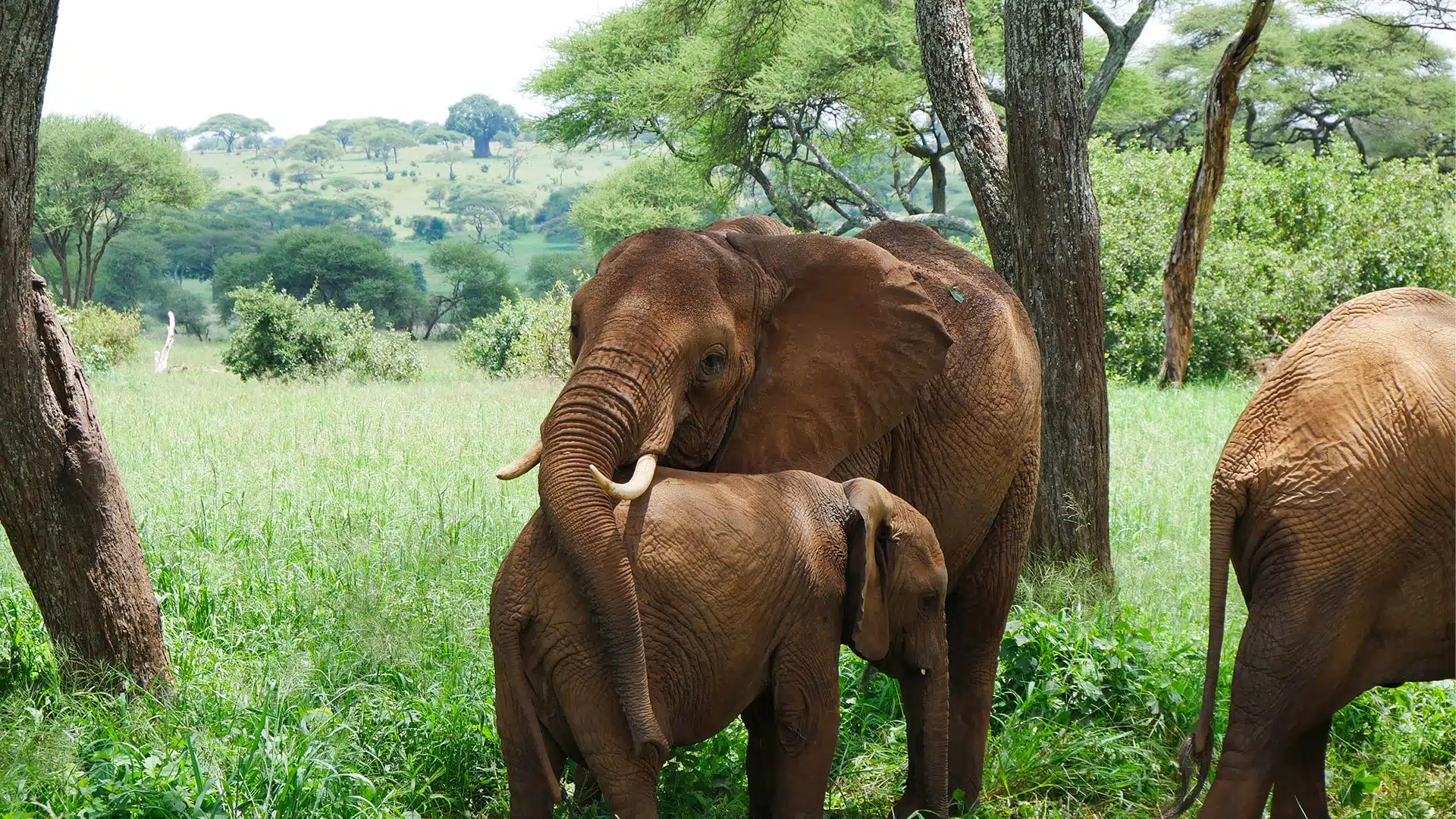 Wildlife